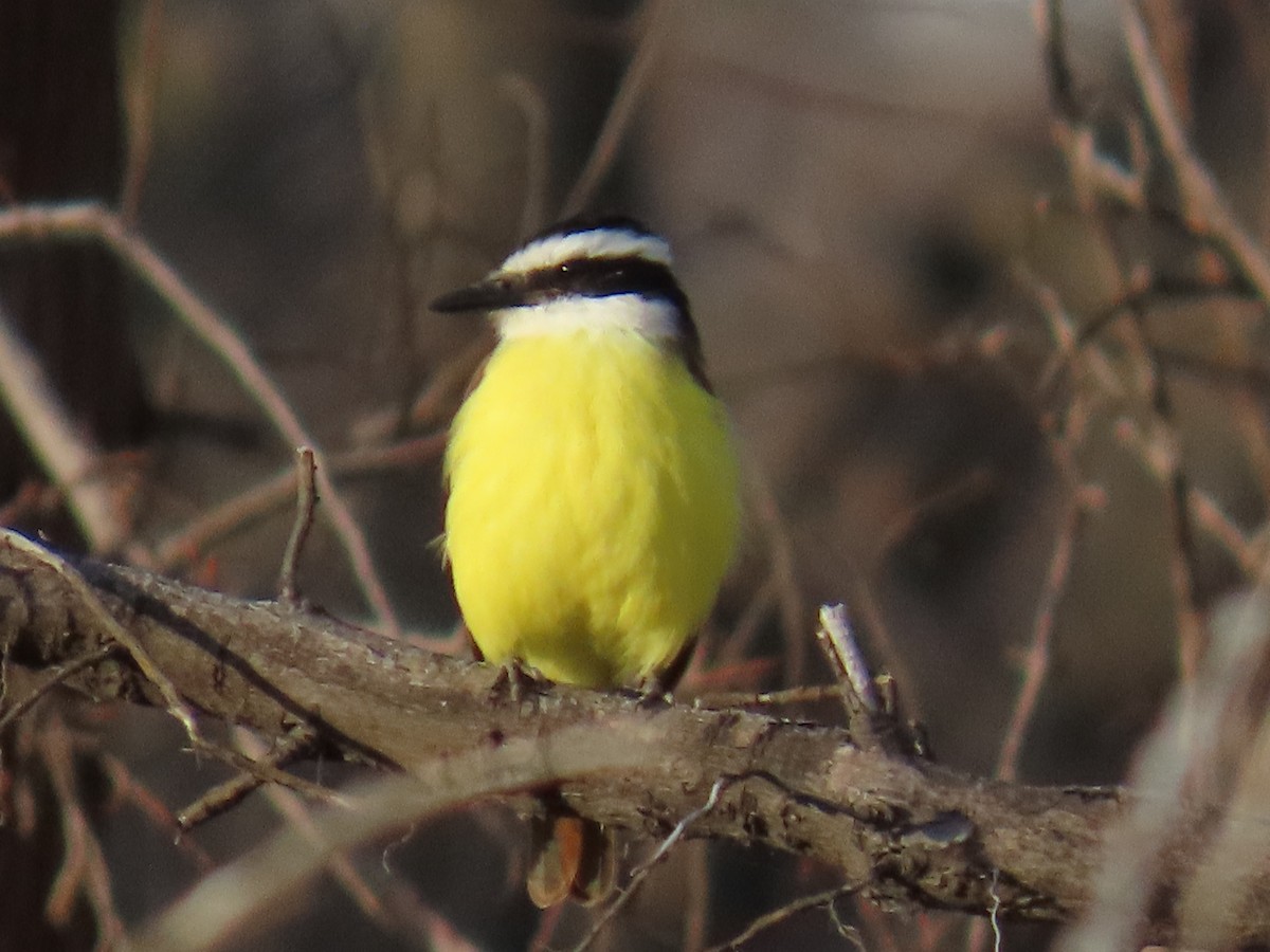 Great Kiskadee - ML646770657