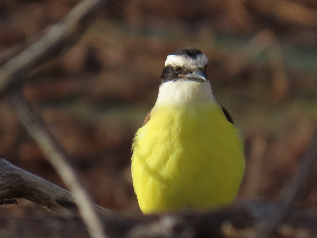 Great Kiskadee - ML646770658