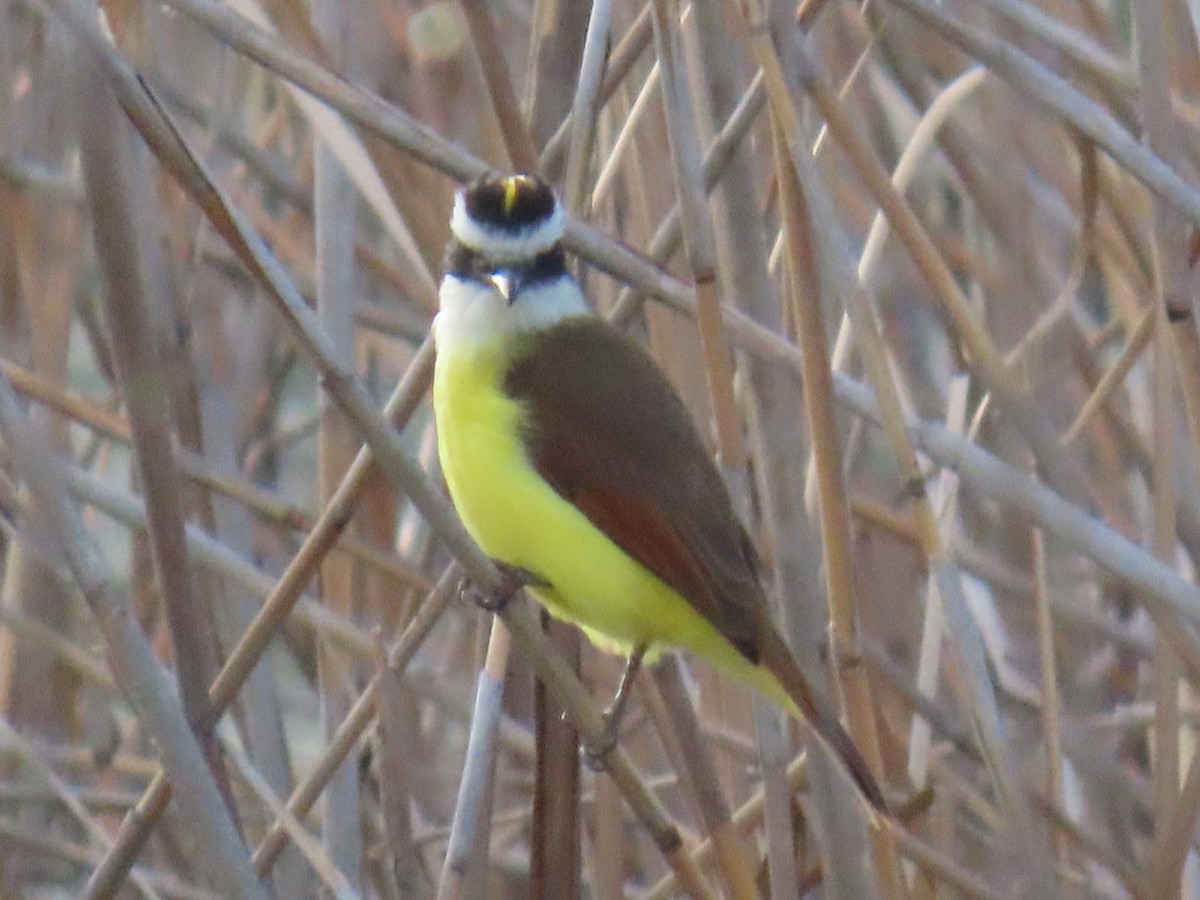 Great Kiskadee - ML646770659