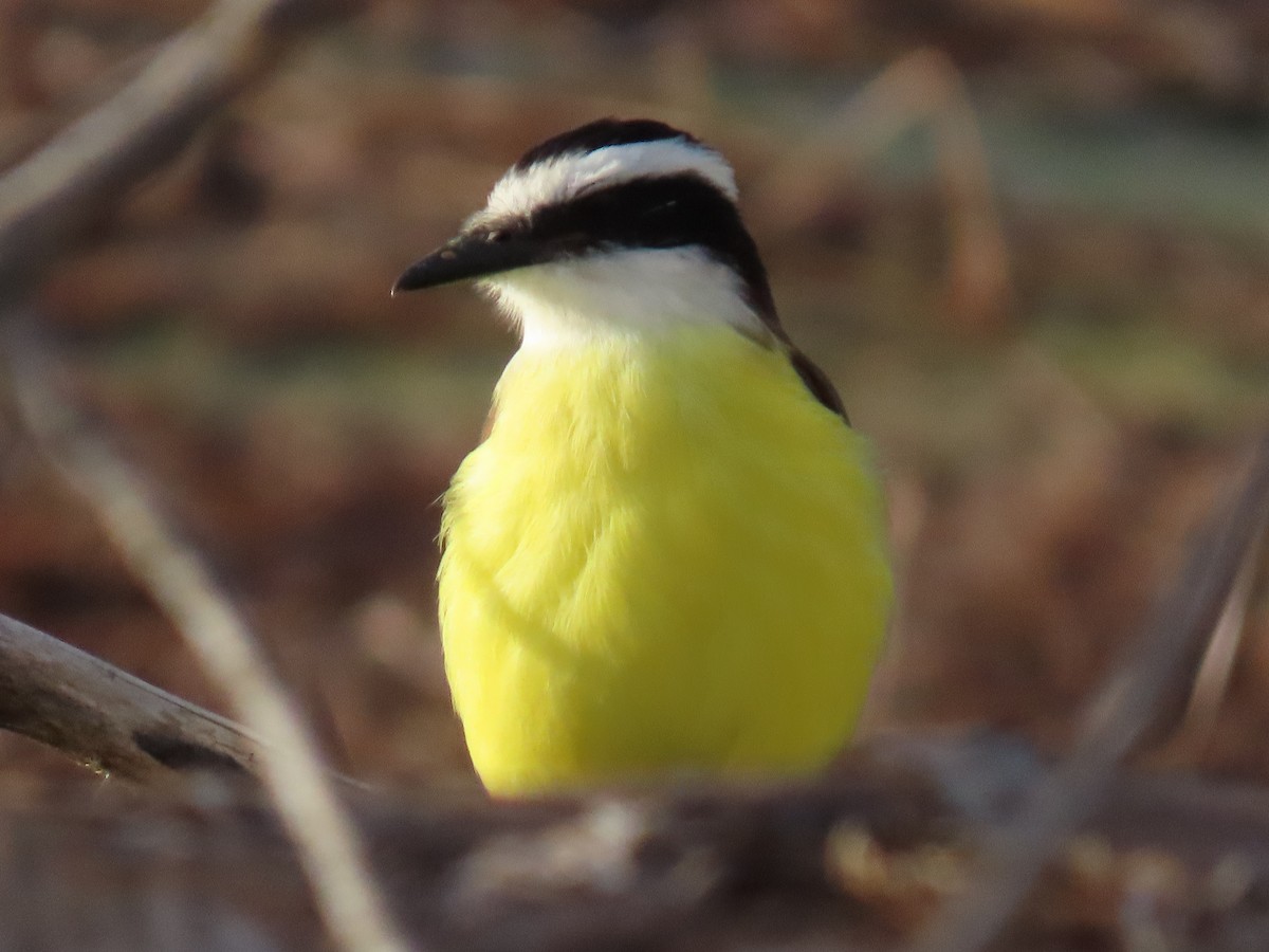 Great Kiskadee - ML646770660