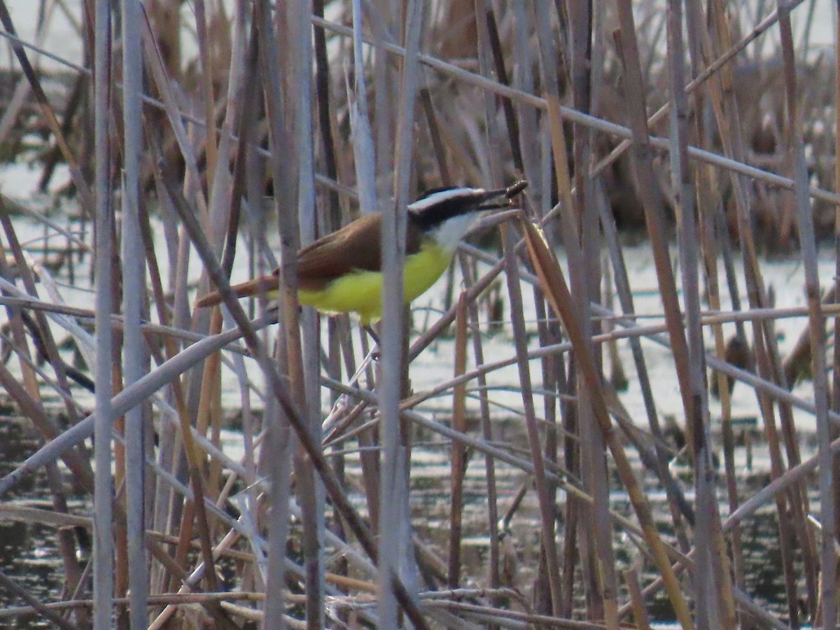 Great Kiskadee - ML646770661