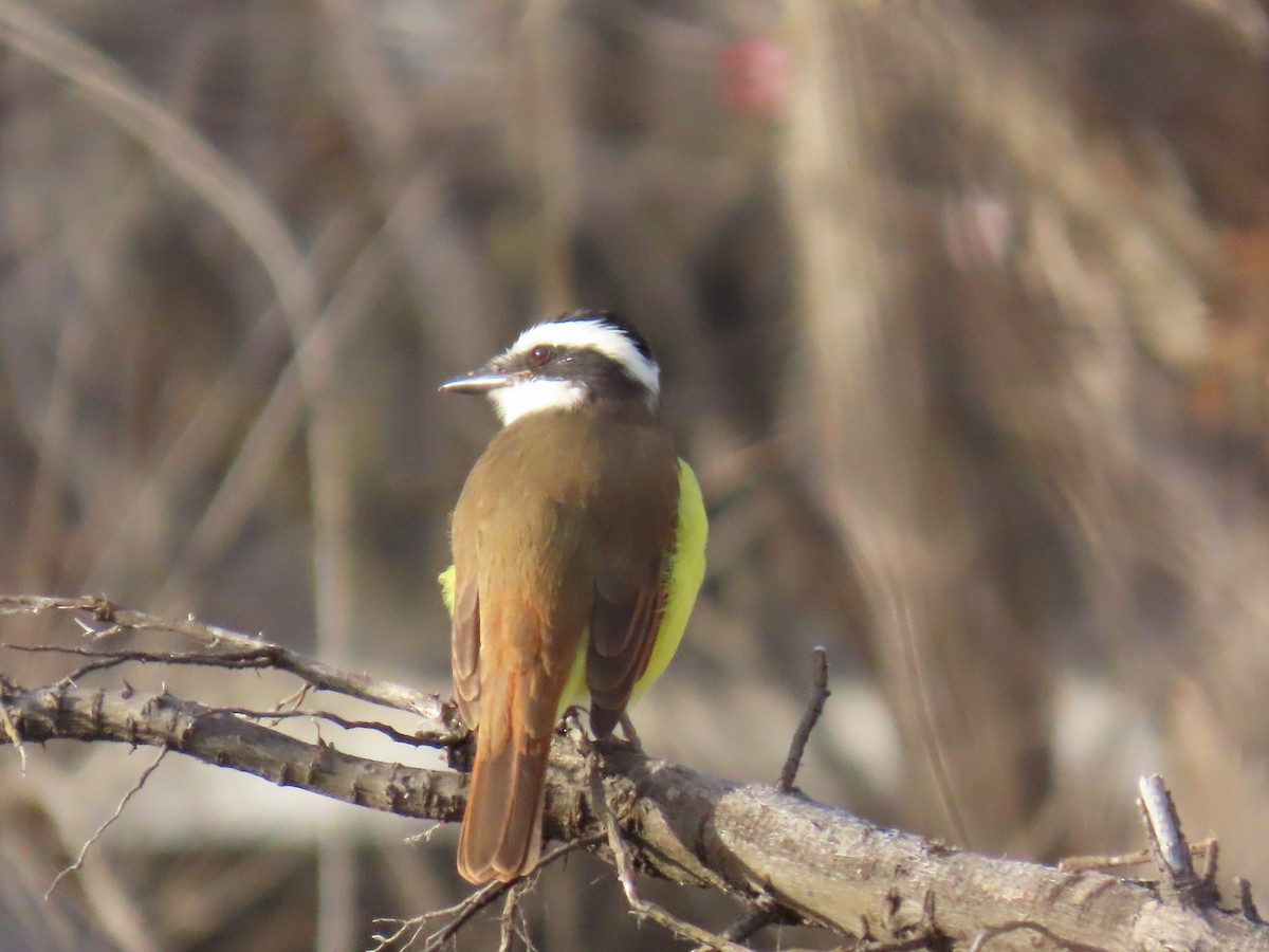 Great Kiskadee - ML646770662