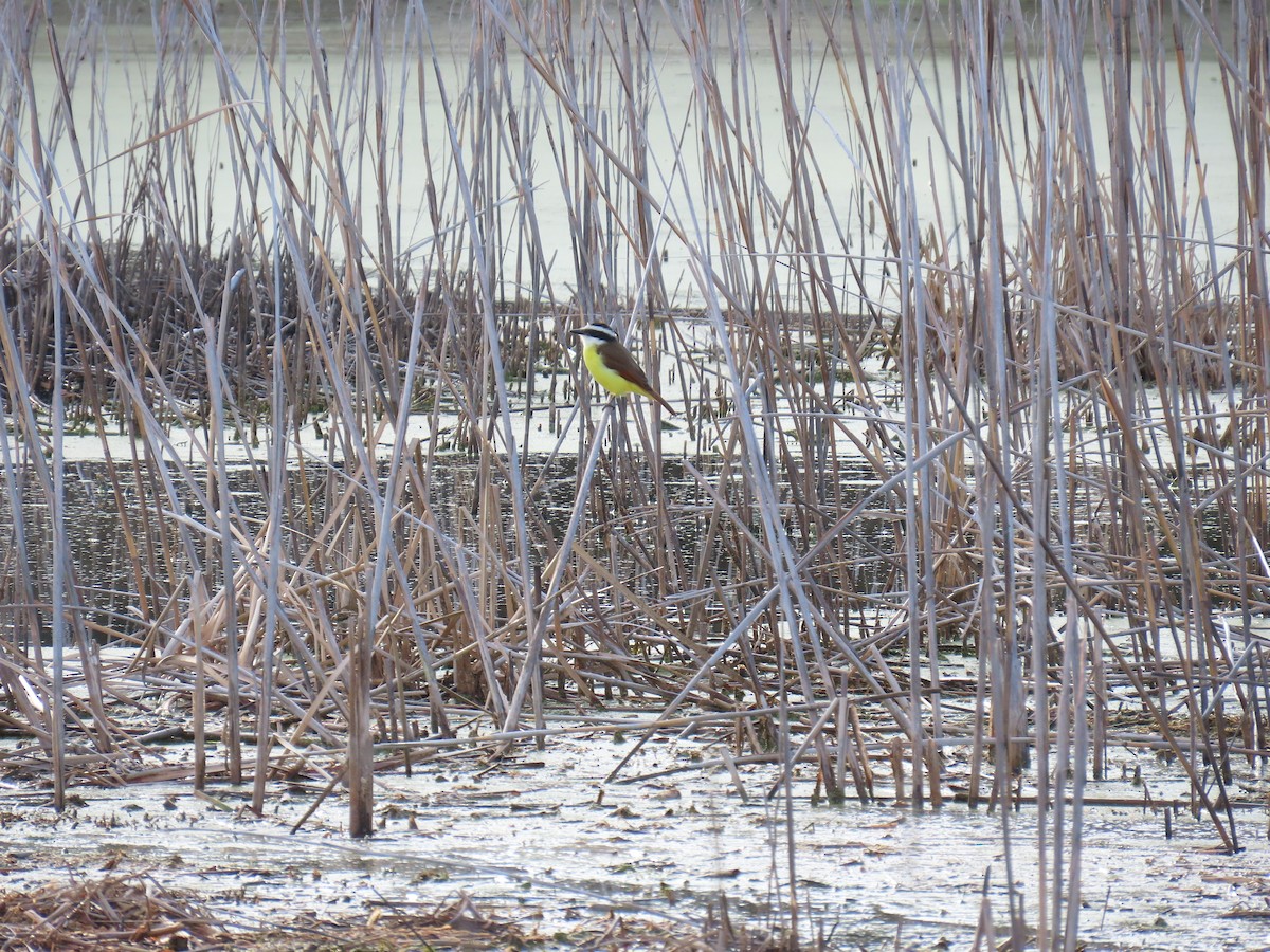 Great Kiskadee - ML646770663