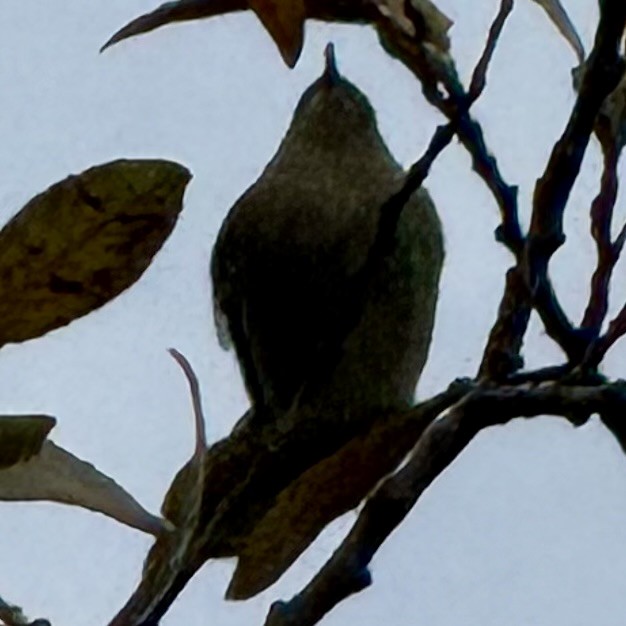 Ruby-crowned Kinglet - ML646770666