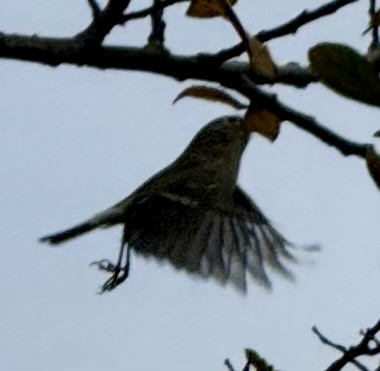 Ruby-crowned Kinglet - ML646770667
