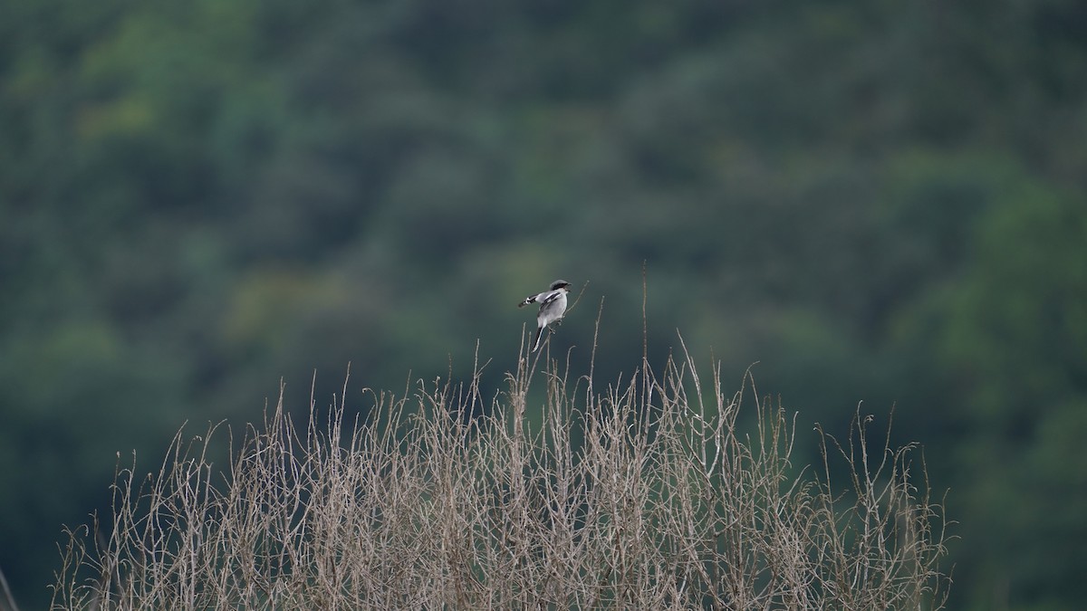 Loggerhead Shrike - ML646770668