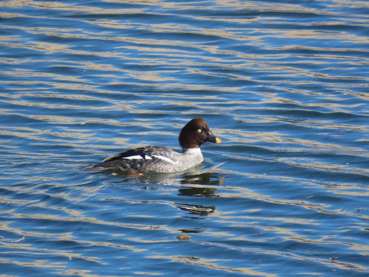 Гоголь - ML646770670