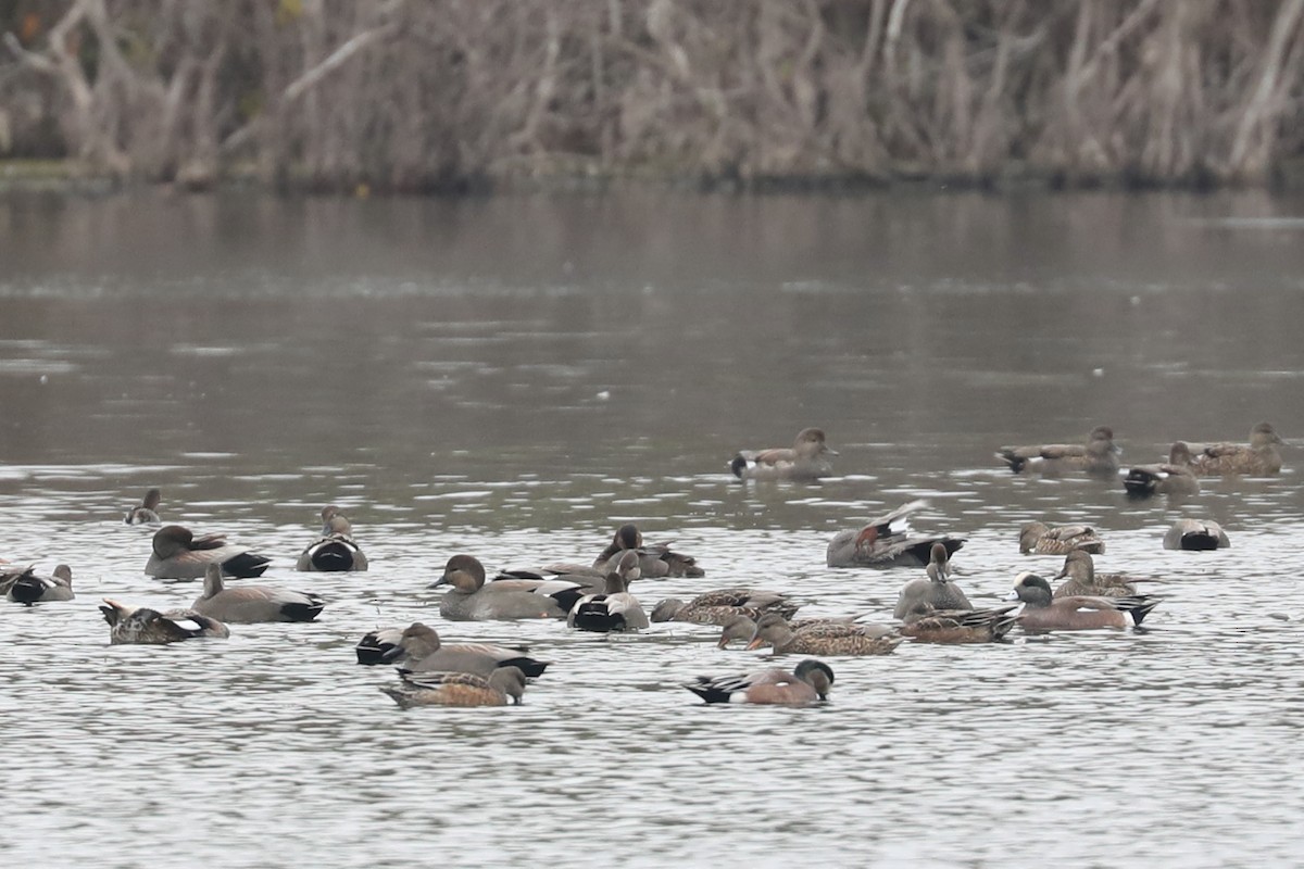 amerikablesand - ML646770673