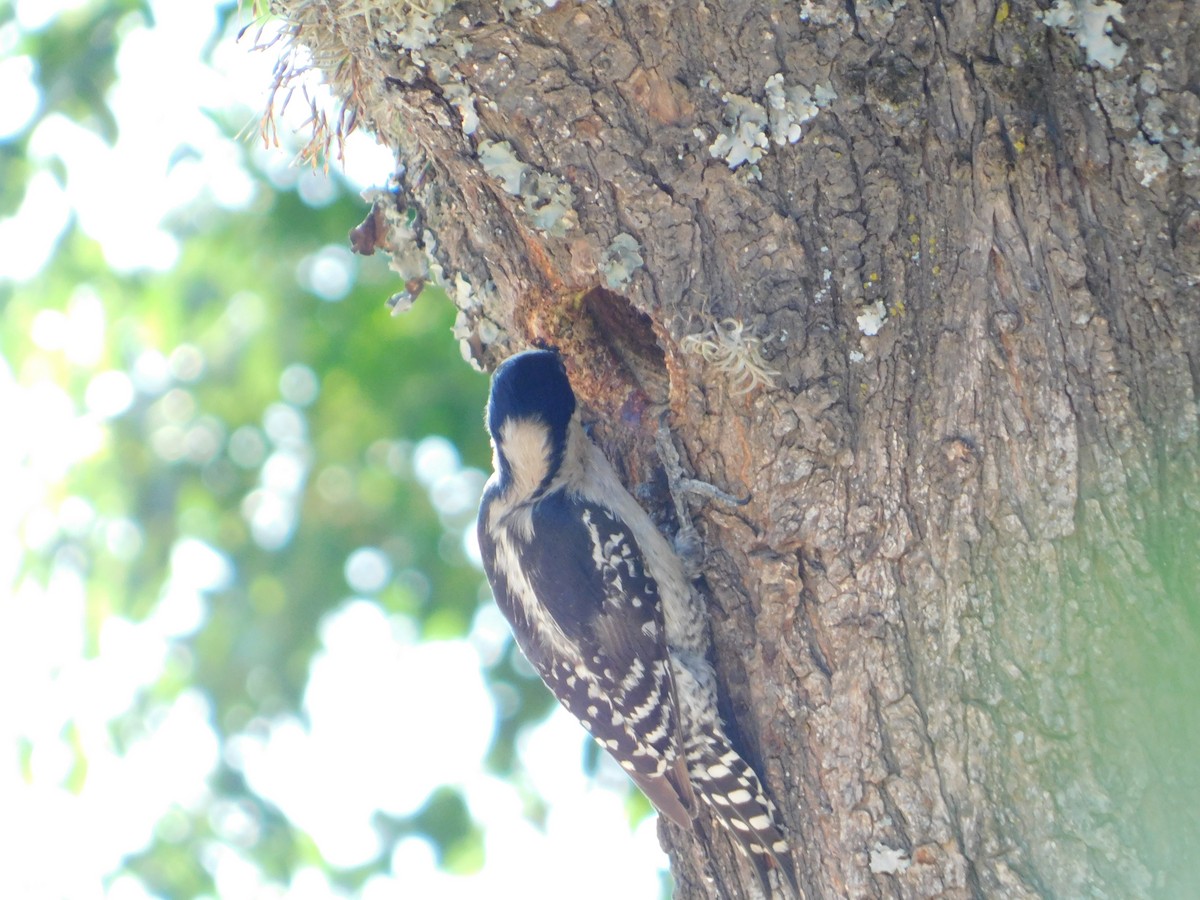 White-fronted Woodpecker - ML646770683