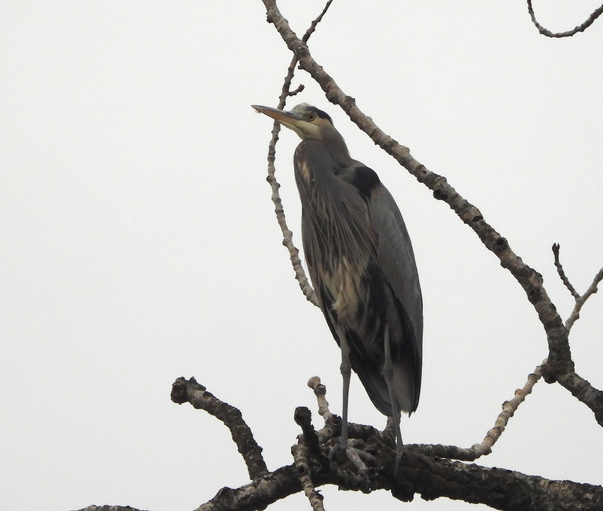 Great Blue Heron - ML646770692
