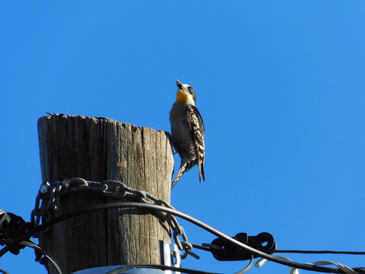 White-fronted Woodpecker - ML646770694