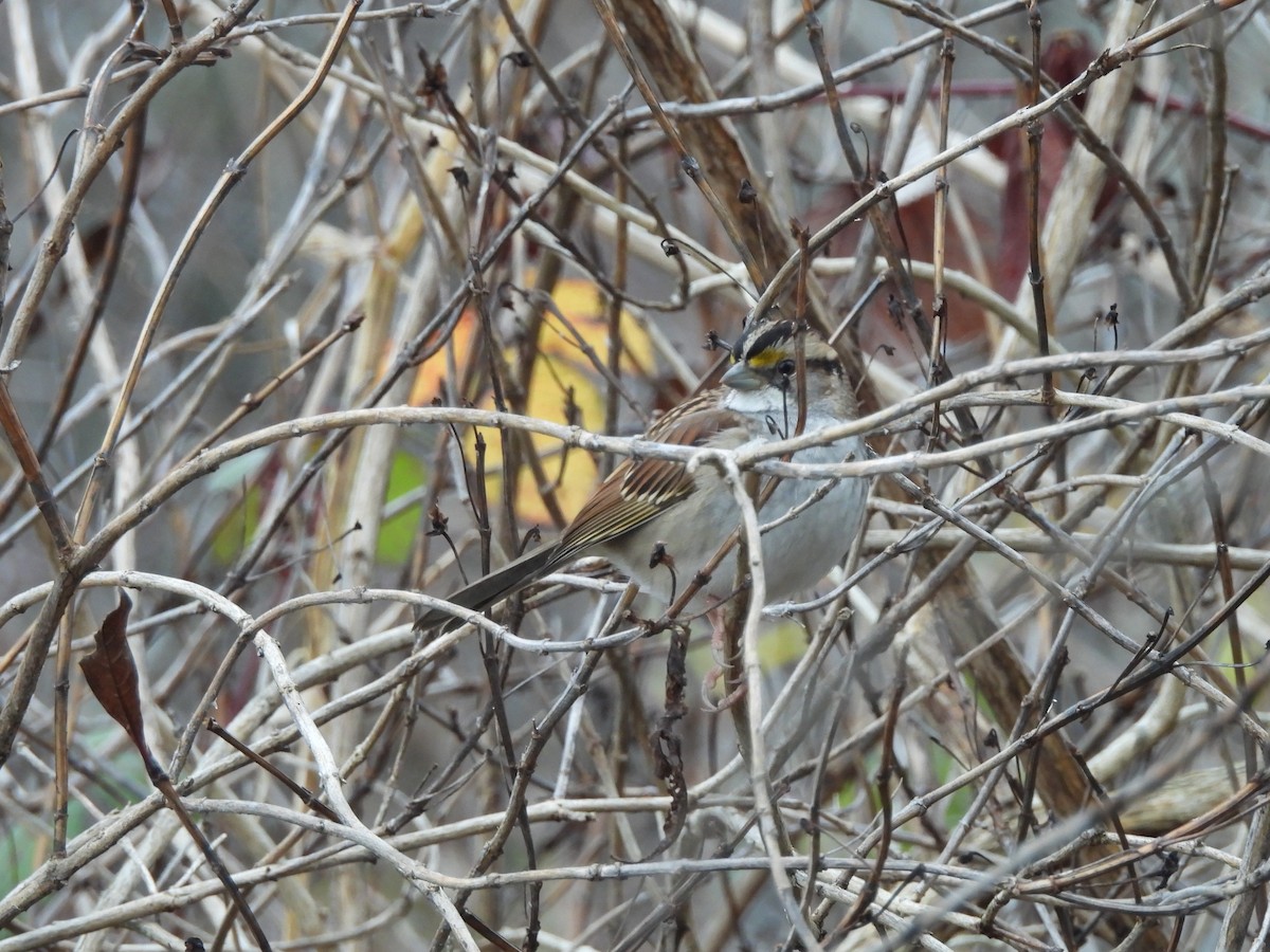 White-throated Sparrow - ML646770699