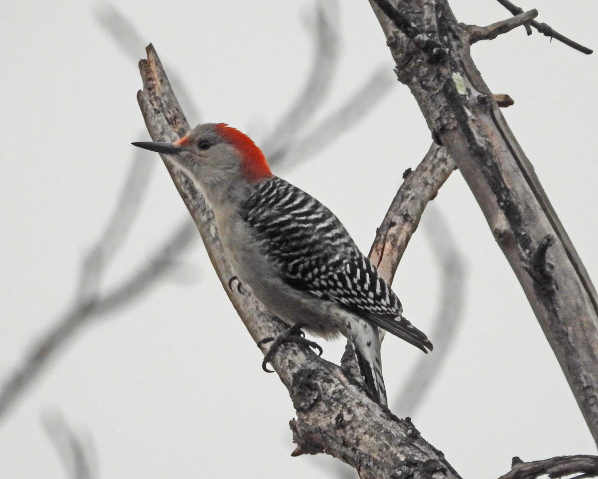 Red-bellied Woodpecker - ML646770701