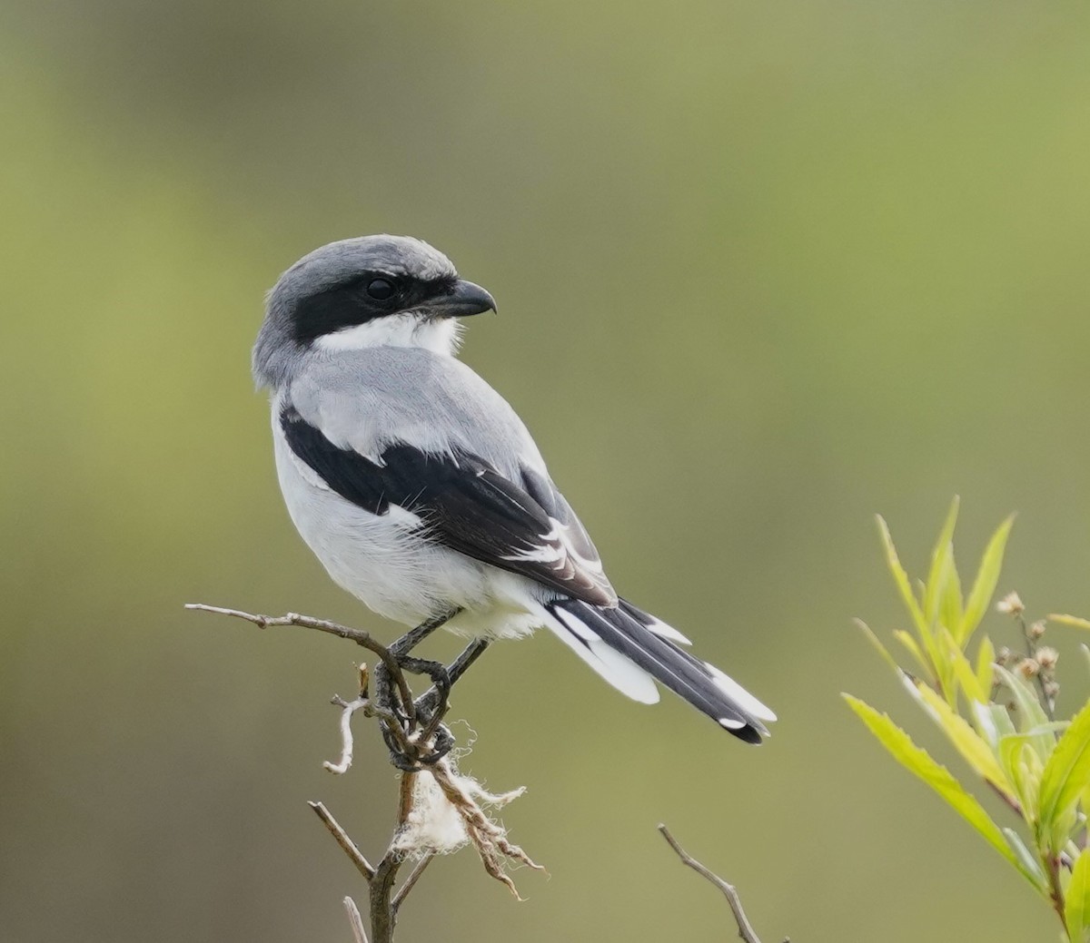 Loggerhead Shrike - ML646770703