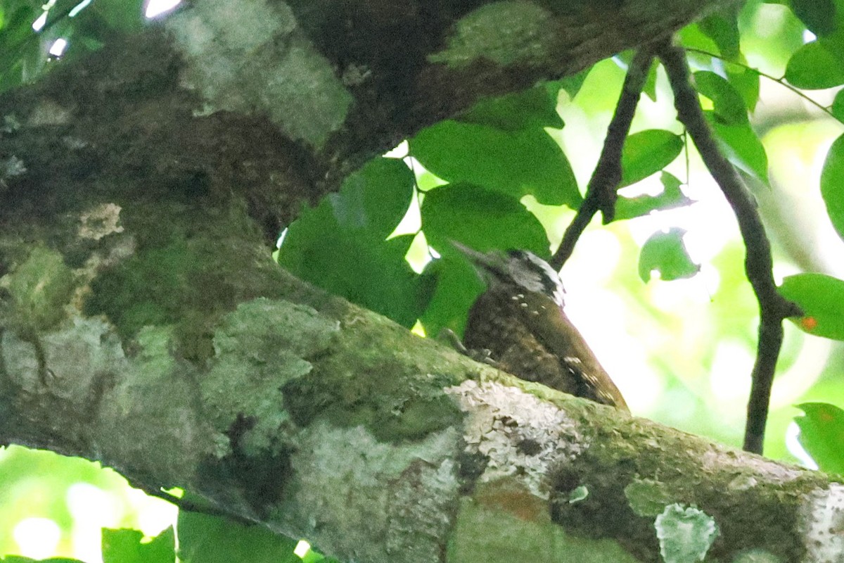 Pic à couronne d'or - ML646770704