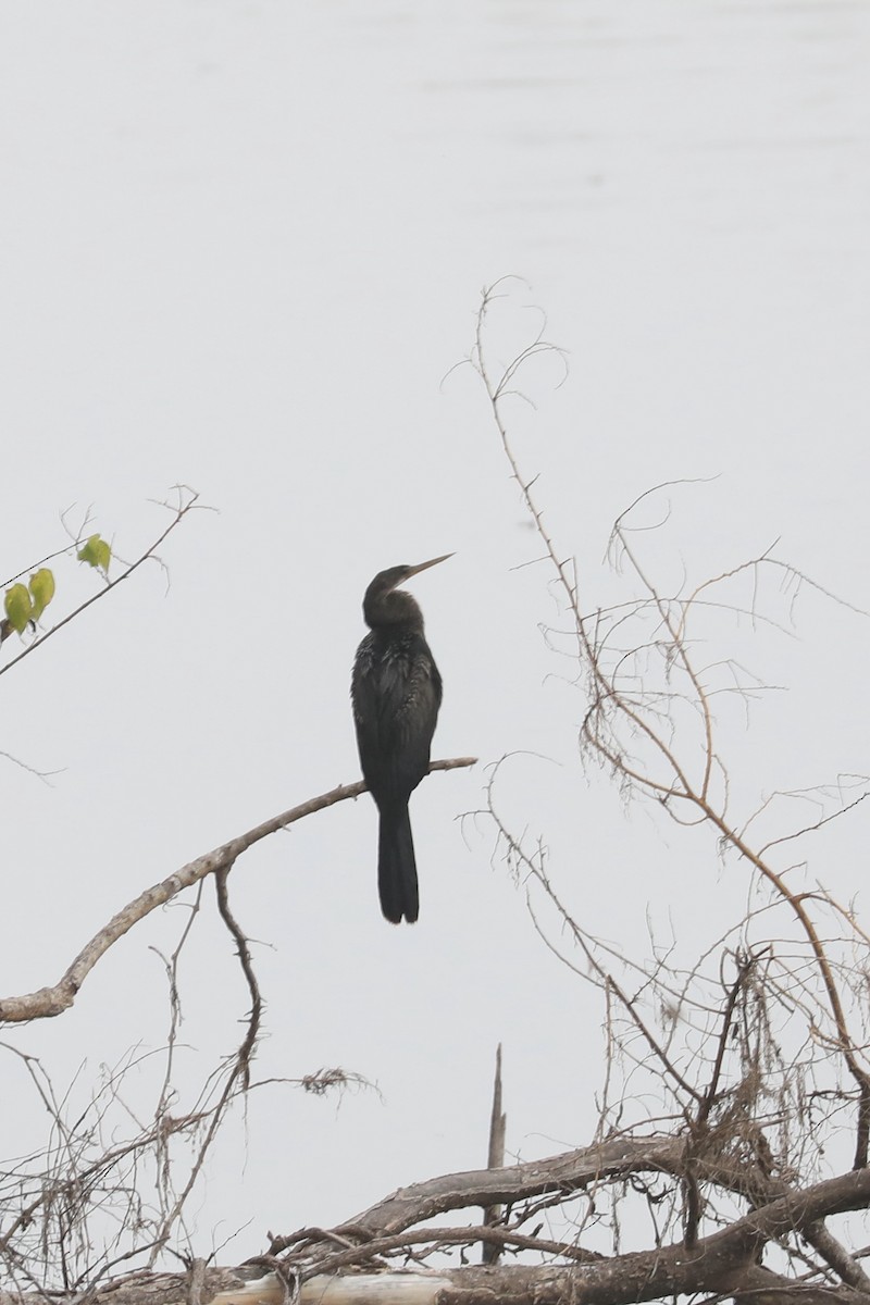 amerikaslangehals - ML646770705