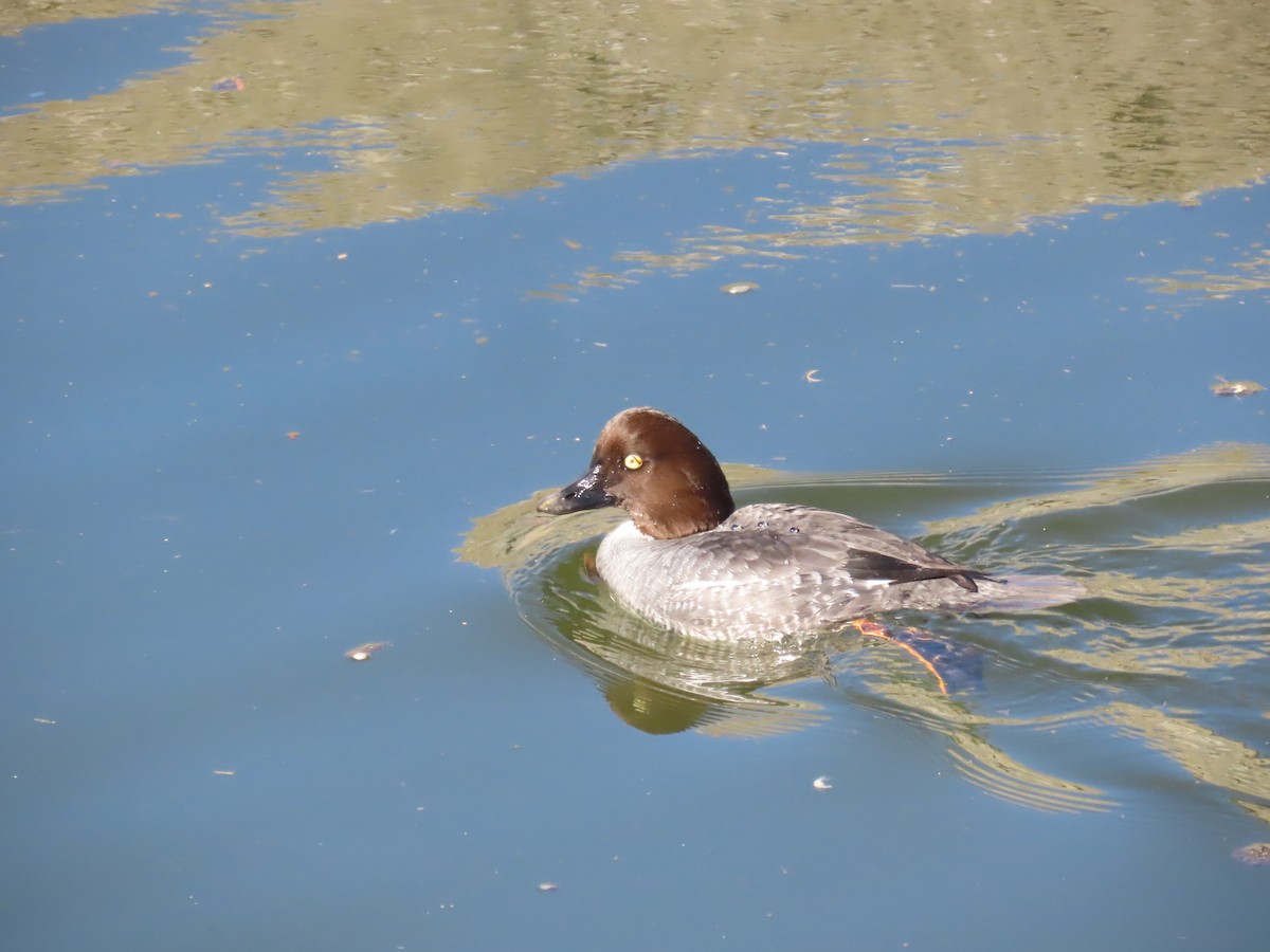 Гоголь - ML646770706