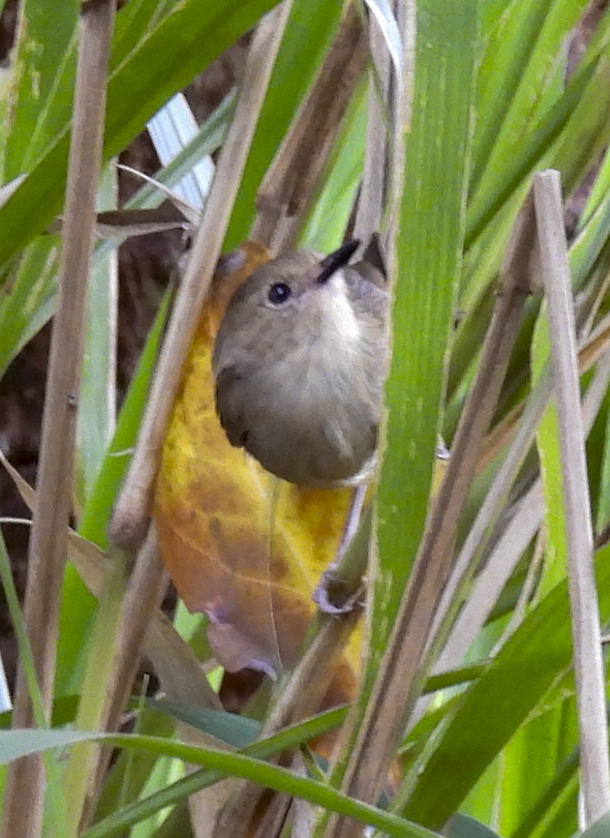 Кущовик східний - ML646770708