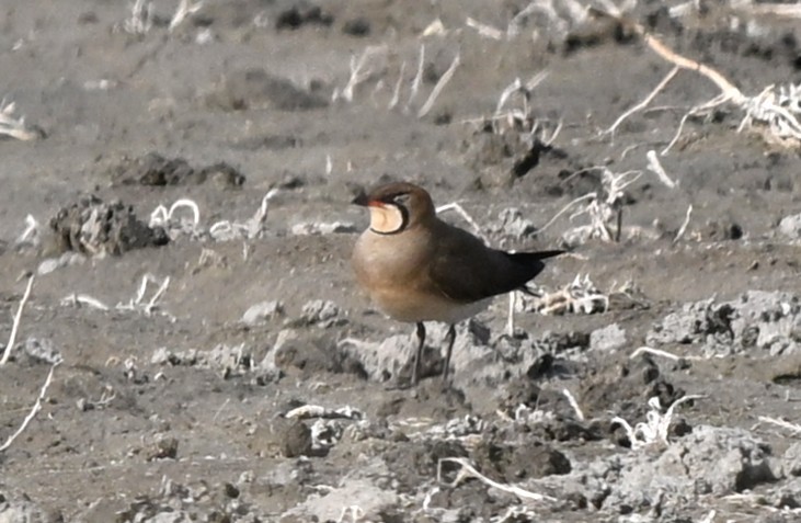 Oriental Pratincole - ML646770709