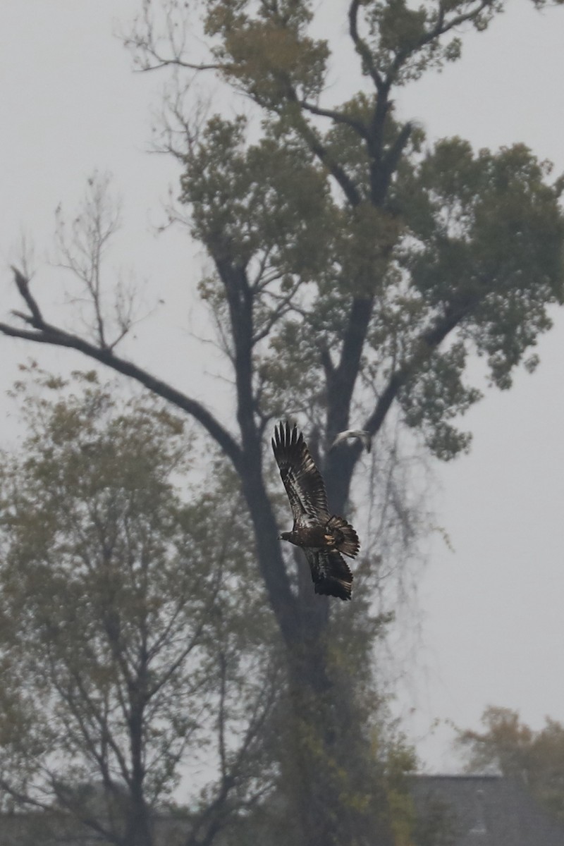 hvithodehavørn - ML646770710