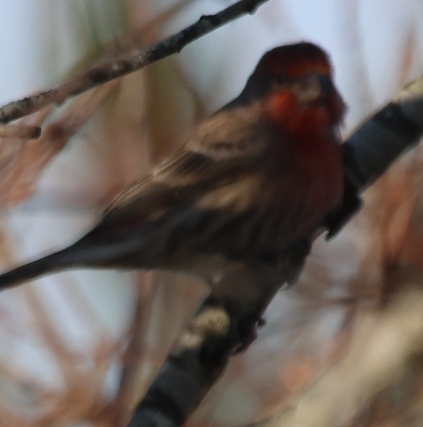 Camachuelo Mexicano - ML646770711