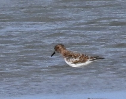 Txirri zuria - ML646770714