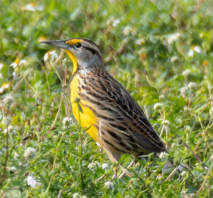 Eastern Meadowlark (Eastern) - ML646770715
