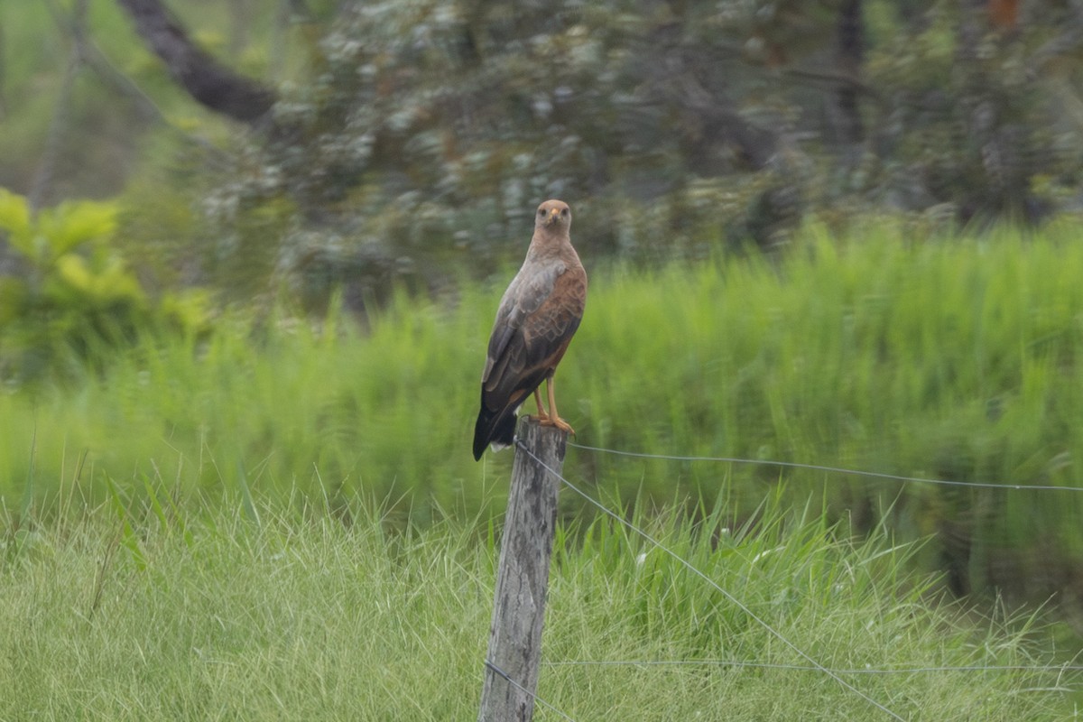 Саванный крабоед - ML646770720