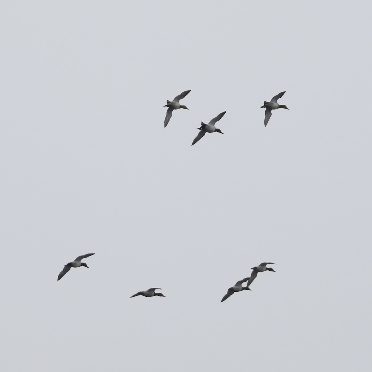 kanvasand - ML646770724