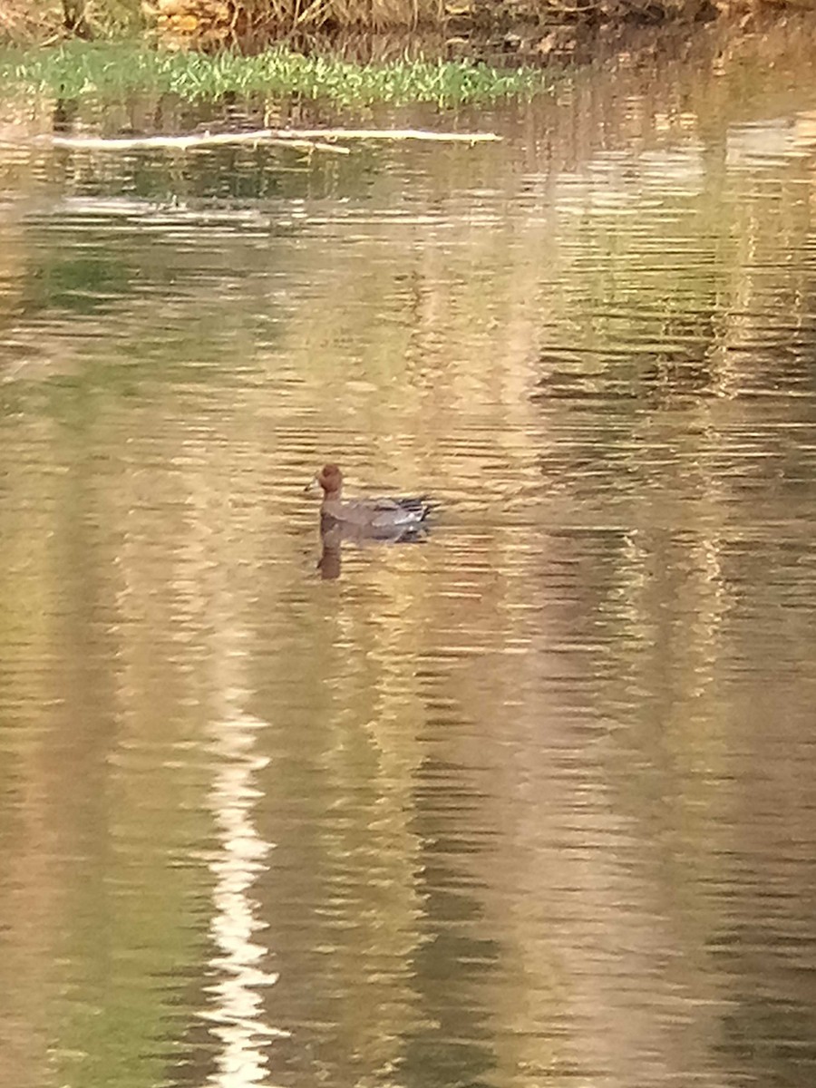 Eurasian Wigeon - ML646770726