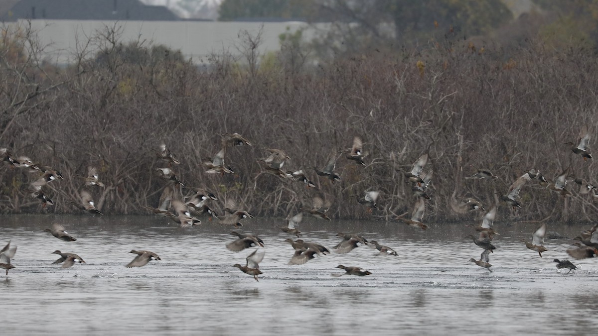 Boz Ördek - ML646770727