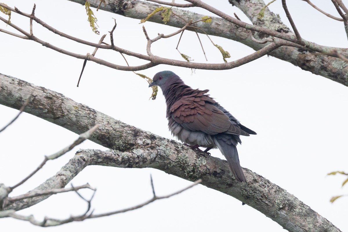 Paloma Colorada - ML646770728