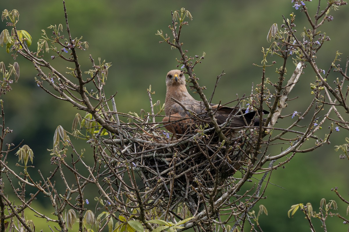 Саванный крабоед - ML646770732