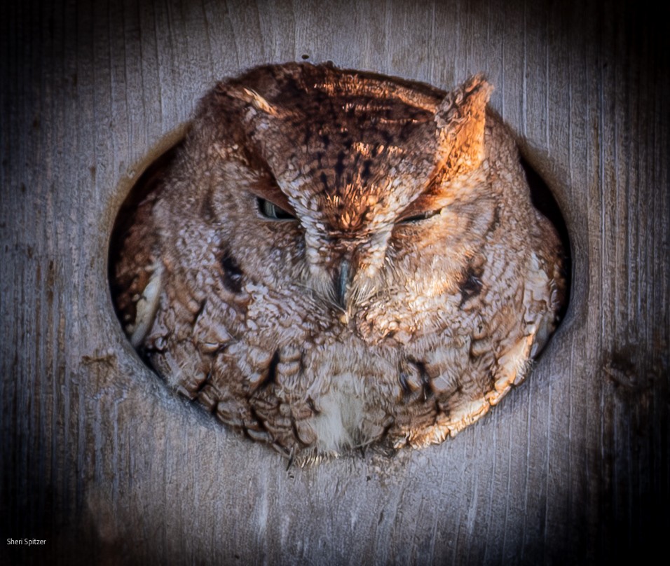 Eastern Screech-Owl - ML646770733