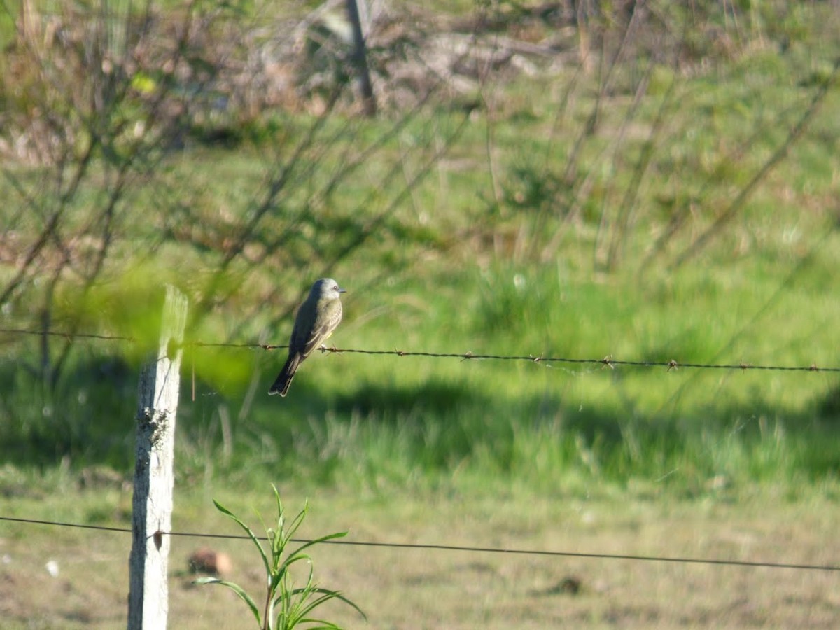 Tropical Kingbird - ML646770736