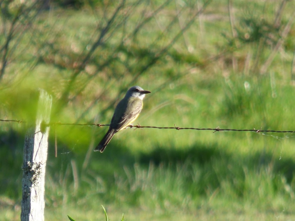 Tropical Kingbird - ML646770737