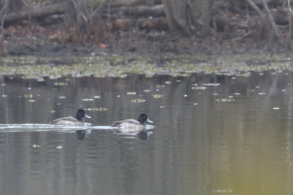 Lesser Scaup - ML646770738