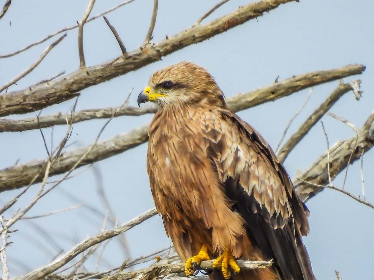 Whistling Kite - ML646770739