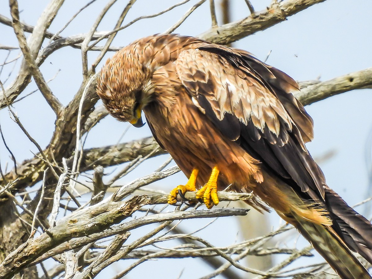 Whistling Kite - ML646770740