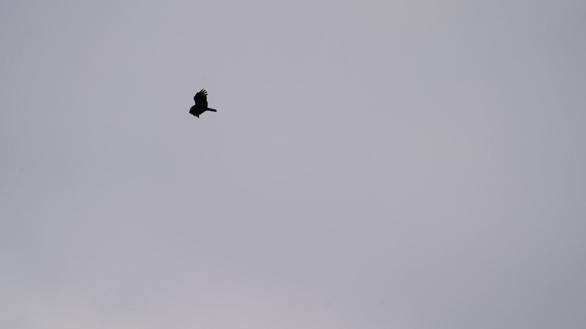 Zone-tailed Hawk - ML646770746