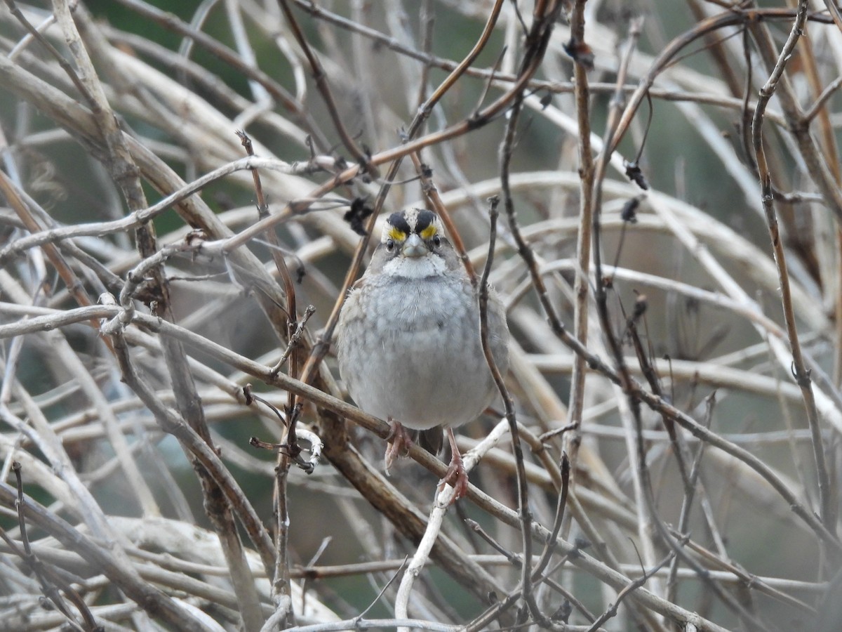 White-throated Sparrow - ML646770747