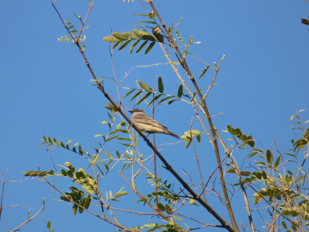 Crowned Slaty Flycatcher - ML646770748
