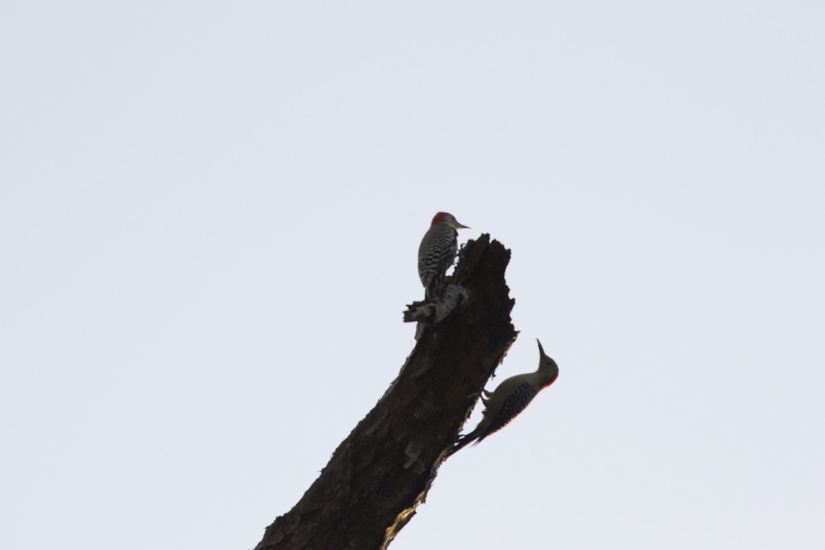 Red-bellied Woodpecker - ML646770749