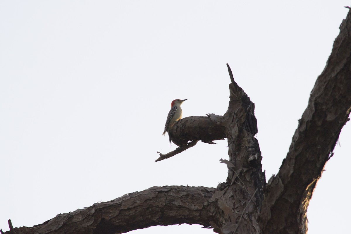 Red-bellied Woodpecker - ML646770750