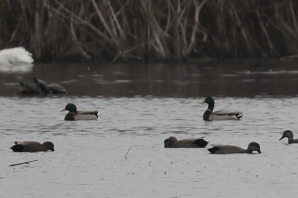 stokkand - ML646770751