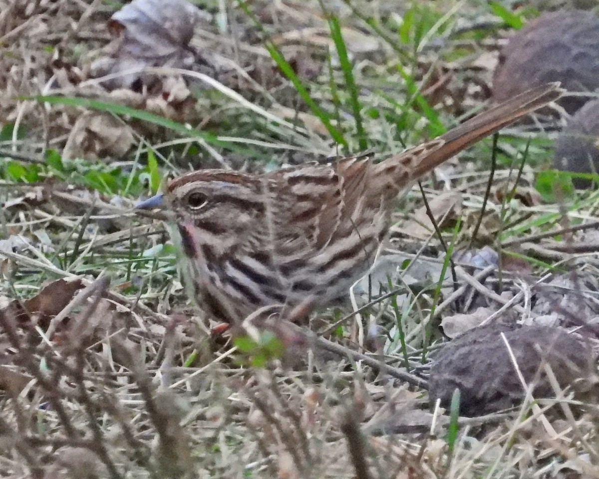 Song Sparrow - ML646770752
