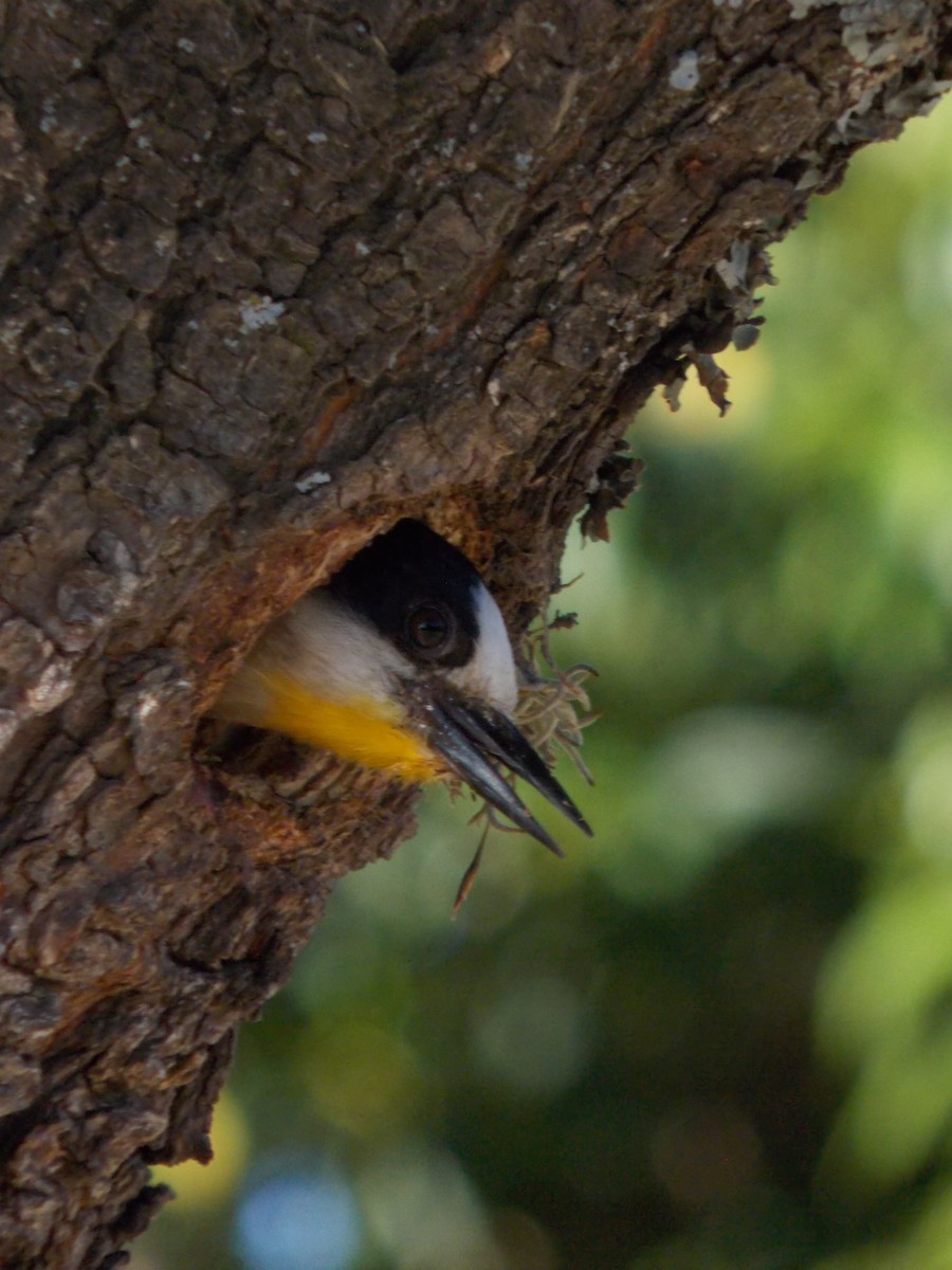 White-fronted Woodpecker - ML646770753