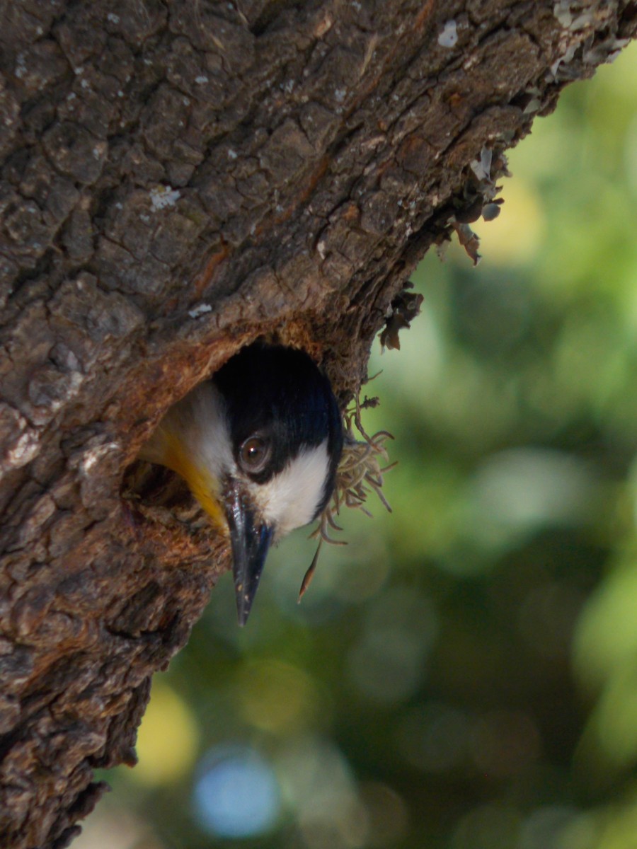 White-fronted Woodpecker - ML646770754