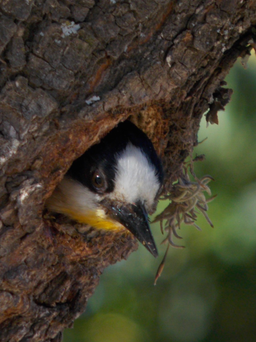 White-fronted Woodpecker - ML646770755