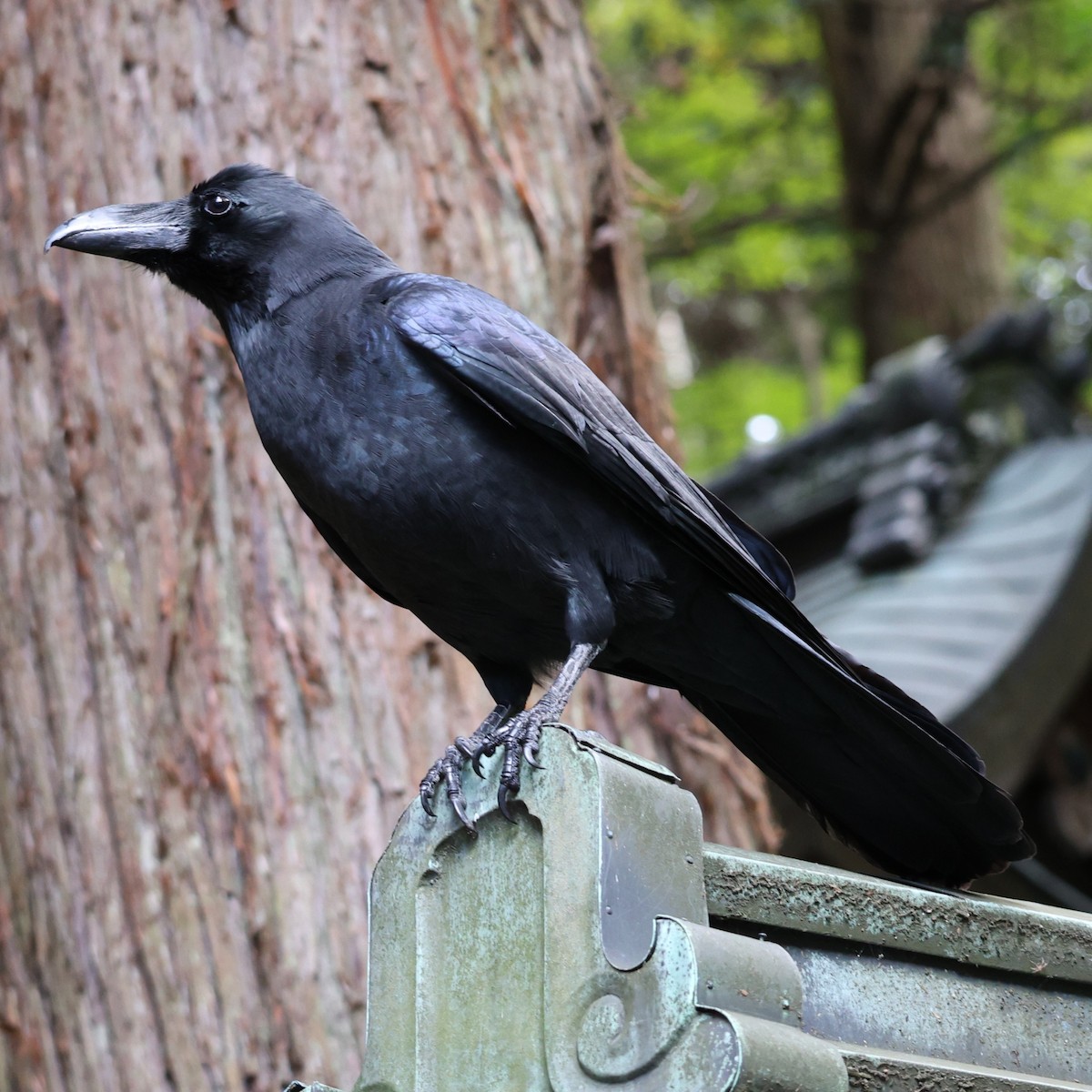 Large-billed Crow - ML646770756